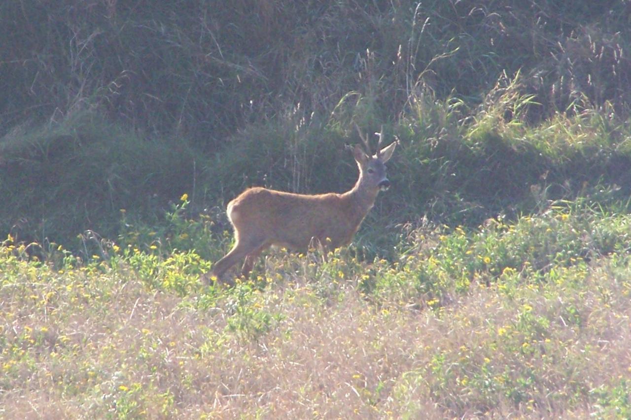 Pokoje Goscinne Na Skarpie Jastrzębia Góra Exteriér fotografie